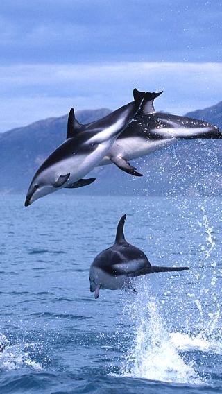 8D7N • New Zealand South Island Central - East Coast - Kaikoura -Milford Sound - Aoraki Mount Cook
