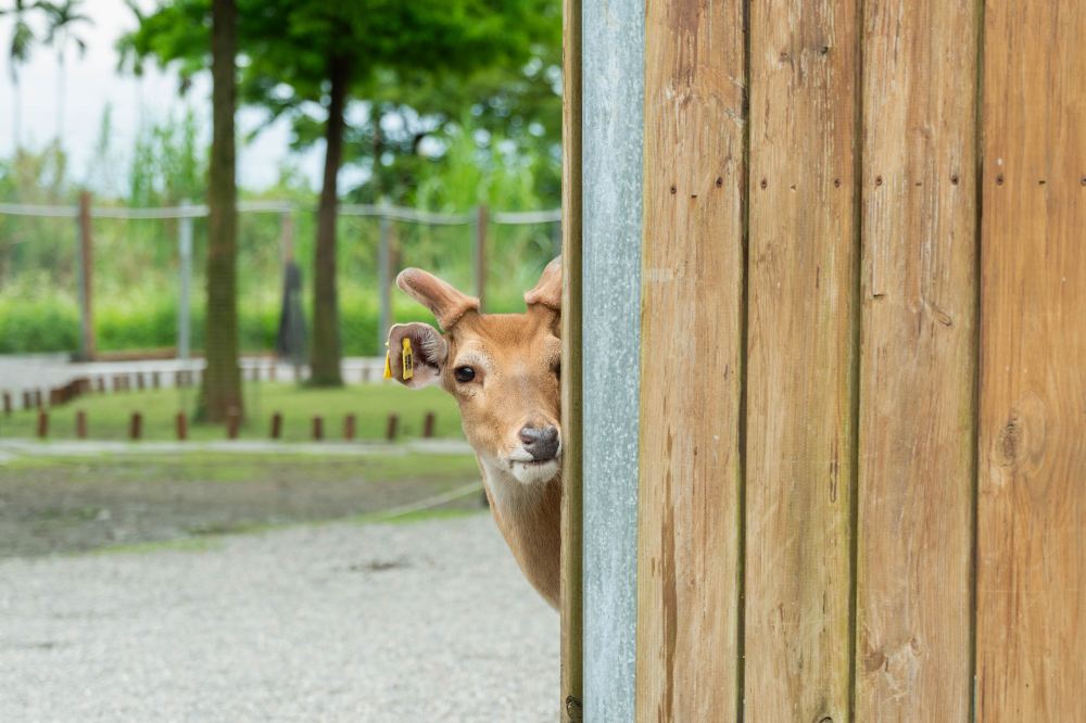 Bambi Land
