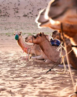 Thousand Nights Camp Photos