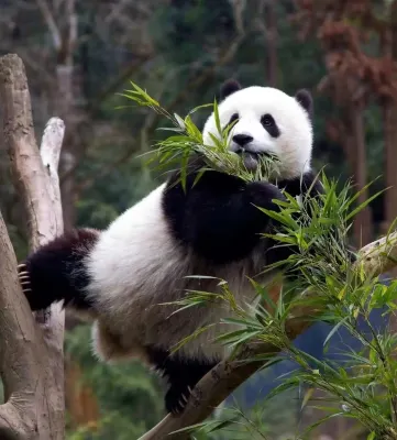 Xiong Yi Cat is tired at the hotel (chengdu Panda Base Branch) Near Hotel Photos