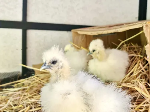 Tantai Eco Farm Stay at Khao Yai Photos