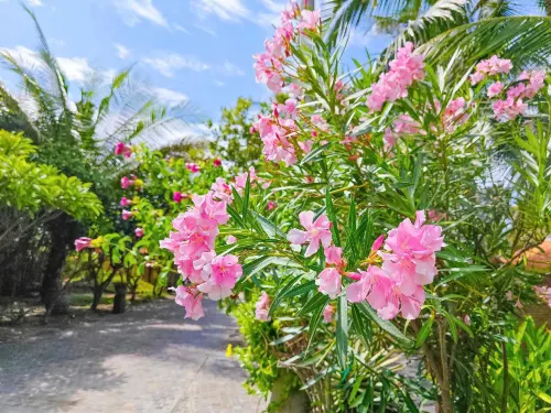 Full Moon Village Resort Featured Photos