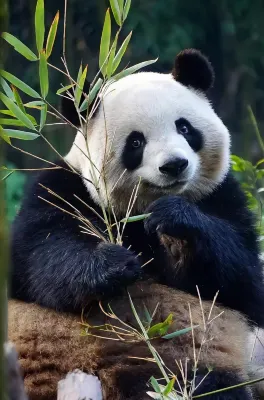 Xiong Yi Cat is tired at the hotel (chengdu Panda Base Branch) Near Hotel Photos
