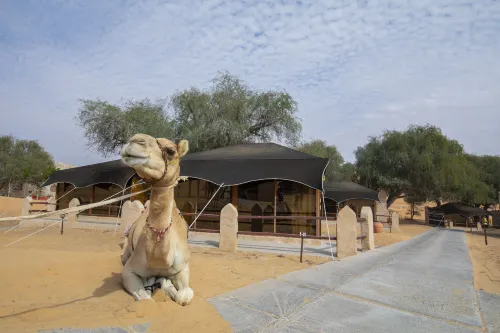 Thousand Nights Camp Zimmer Photos