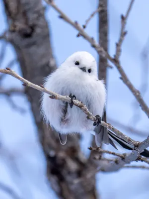 삿포로 그랜드 호텔 Photos