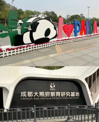 Xiong Yi Cat is tired at the hotel (chengdu Panda Base Branch) Near Hotel Photos