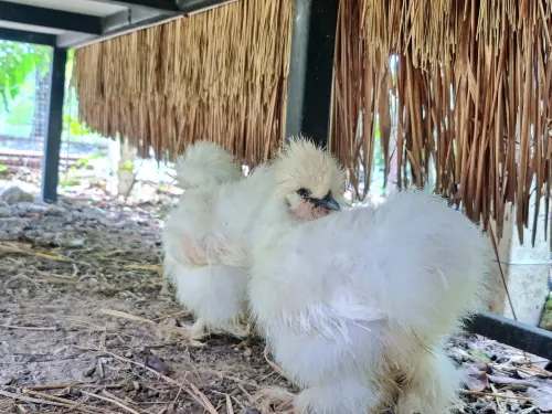 Tantai Eco Farm Stay at Khao Yai Featured Photos