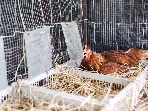 Tantai Eco Farm Stay at Khao Yai 추천 Photos