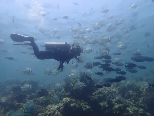 Dive & Dwell Tulamben Photos