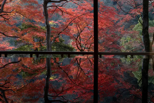 京都楓葉