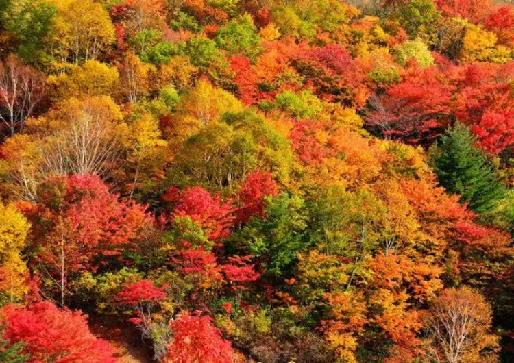 【2026 日本東北賞楓】日本東北賞楓景點14+精選推薦!六縣紅葉見頃時間預測!3–7 日行程/JR 券/溫泉住宿一文睇晒!