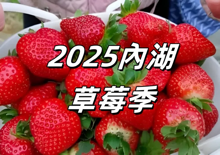 【內湖草莓園2025】又到一年草莓季，內湖摘草莓好去處盤點
