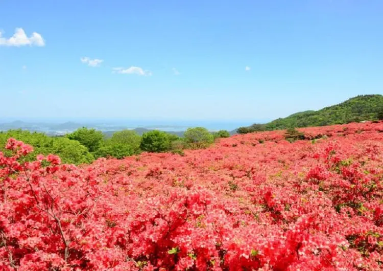 【杜鵑花季2025】3月臺北杜鵑花盛放！Top8賞花景點&活動地圖&杜鵑花季時間表懶人包