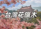 【花旗木2025】台灣12大必去賞花景點推薦!屏東/彰化/嘉義/台南/高雄,春日打卡必收