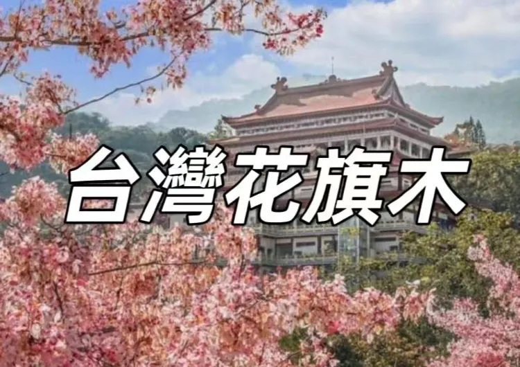 【花旗木2025】台灣12大必去賞花景點推薦！屏東/彰化/嘉義/台南/高雄，春日打卡必收