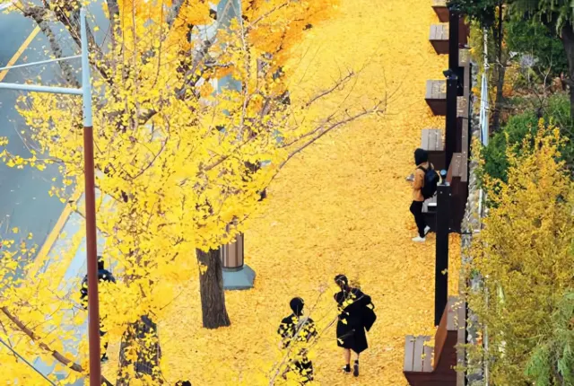 東川銀杏大道｜金黃隧道