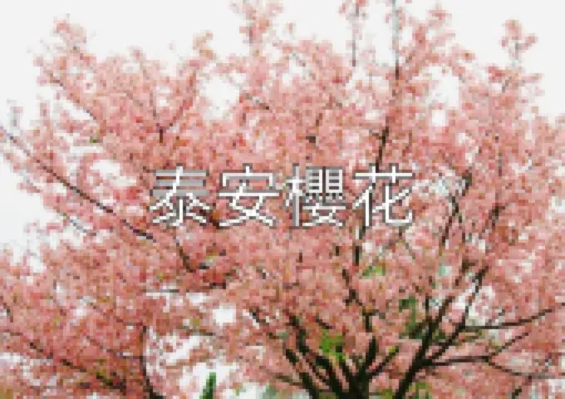 【2026後里泰安櫻花季】泰安賞櫻預計2/27開幕,時間/地點/交通管制/玩遊全攻略