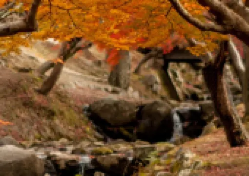 【奈良好去處】親身體驗喂食！看奈良鹿攻略