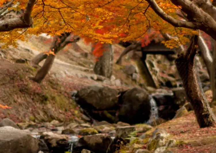 【奈良好去處】親身體驗喂食!看奈良鹿攻略