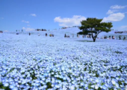 【ネモフィラ2026】ネモフィラの花言葉・開花時期・公園までのアクセス方法や見どころを全紹介！全国のおすすめ鑑賞スポット9選～