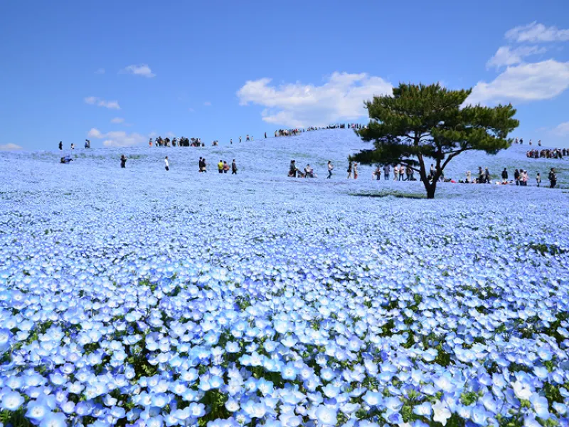 ネモフィラ2026】ネモフィラの花言葉・開花時期・公園までのアクセス