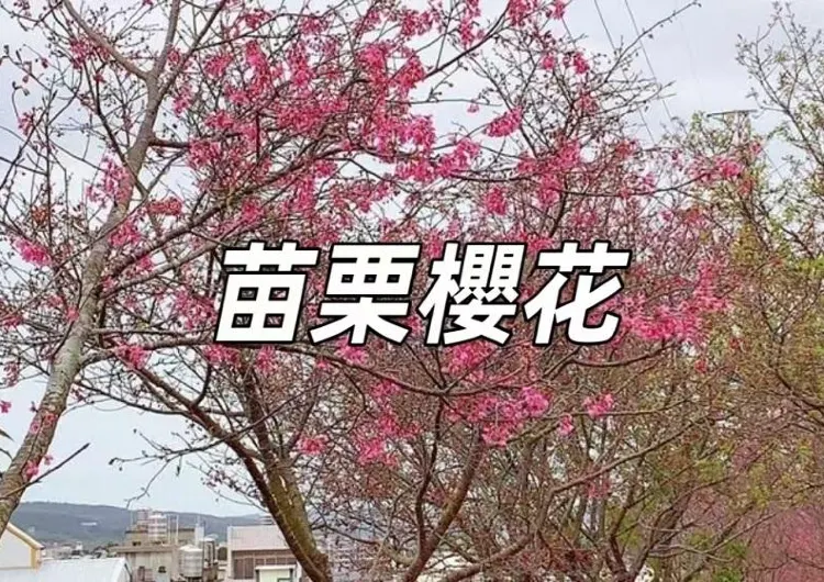 【2025 年苗栗賞櫻攻略】Top4賞櫻景點推薦及住宿指南，苗栗櫻花景點懶人包