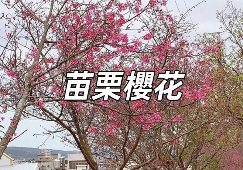 【2026 年苗栗賞櫻】Top4賞櫻景點推薦及住宿指南，苗栗櫻花景點懶人包
