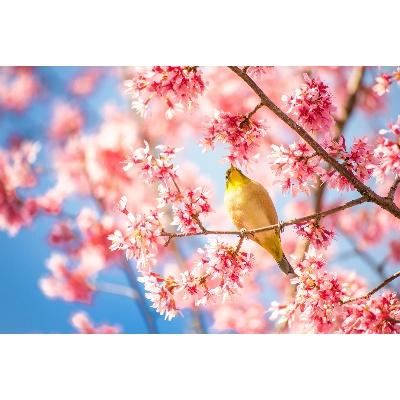 全国の花めぐり2026】梅、桜、あじさい、ツツジなど一年通しの日本全国
