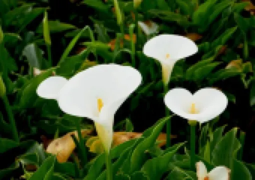 【2025海芋季】3月全臺海芋季開跑!TOP8賞花景點/花期預測/陽明山/竹子湖海芋季介紹