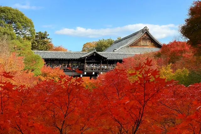 京都楓葉2026
