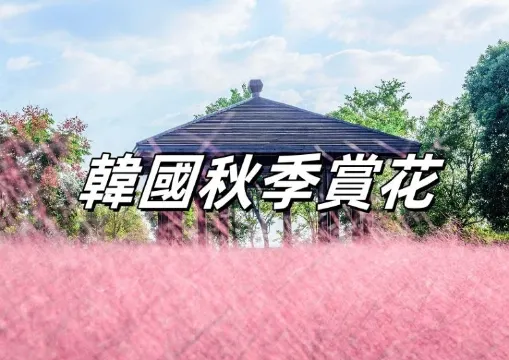 【秋季賞花】2026韓國粉黛亂子草+波波草完整攻略：打卡地點、交通及詳細資訊
