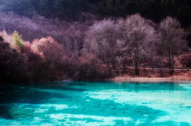 Clear turquoise water and sunken logs in a Jiuzhaigou lake