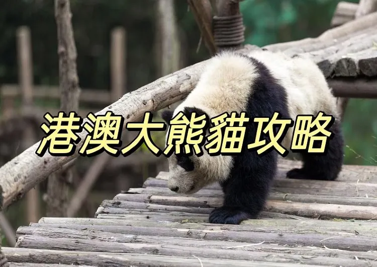 【2025海洋公園熊貓】盈盈樂樂龍鳳胎BB命名出爐！ 附港澳動物園熊貓遊覽攻略