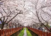 봄꽃 축제 2025, 꽃향기 가득한 봄 여행지 추천 🌸