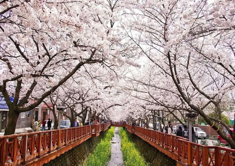 봄꽃 축제 2025, 꽃향기 가득한 봄 여행지 추천 🌸