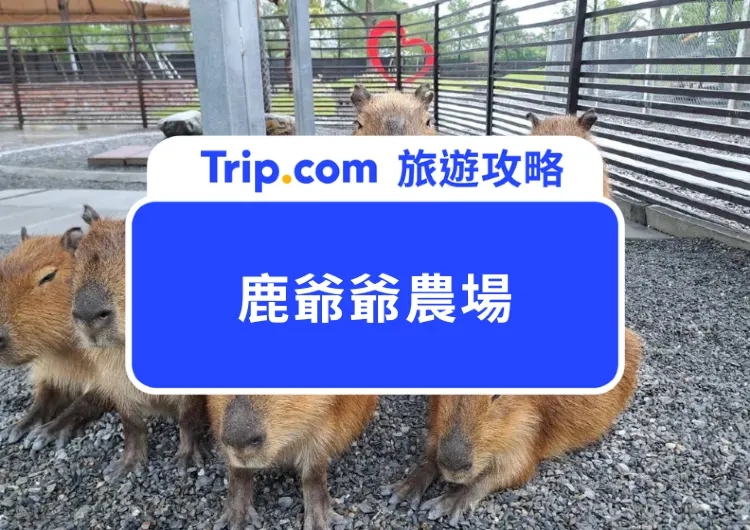來看水豚放空？2025 宜蘭鹿爺爺農場交通、門票攻略懶人包｜餵鹿、抱狐獴都可以！