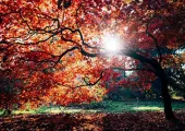 【2025香港紅葉情報】2025紅葉指數為綠 每周更新大棠紅葉 6個賞楓好去處🍁