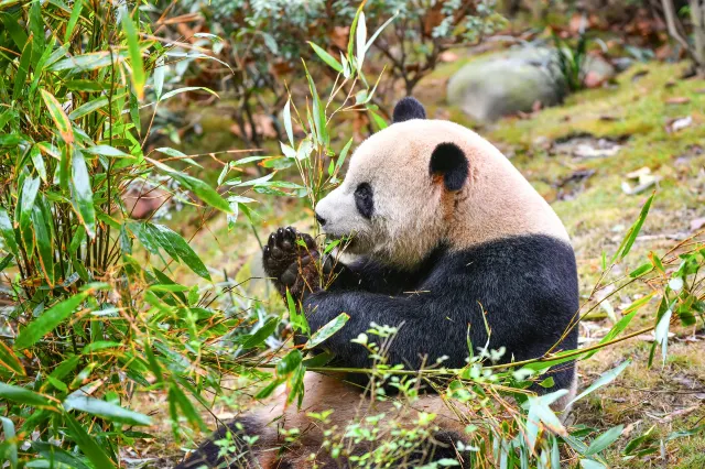 Chengdu Research Base of Giant Panda Breeding