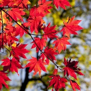 설악산 단풍 트래킹 코스 추천｜2026 절정 시기·사진 명소·여행 팁 총정리🍁
