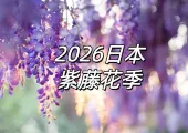 【2026日本紫藤花季】夢幻紫色花海！8大必訪日本賞花景點、開花時間、交通路線全攻略
