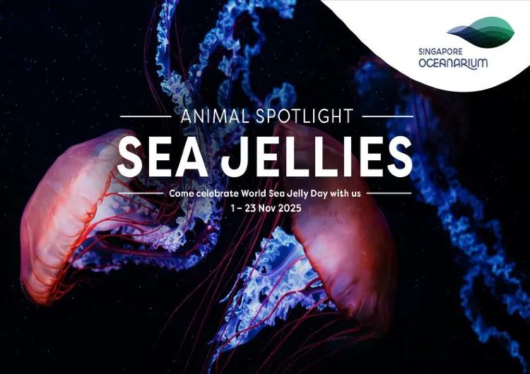 Dive Into the Magical World of Sea Jellies at Singapore Oceanarium