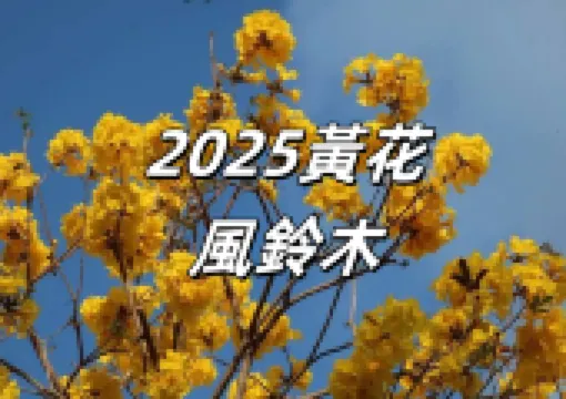 【黃花風鈴木2025】3月黃花風鈴木絢爛盛放,香港賞花好去處一文盤點!
