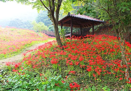 함평 상사화