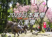【2026日本賞櫻】八重櫻全品種賞花指南!花期/勝地/祭典攻略一網打盡