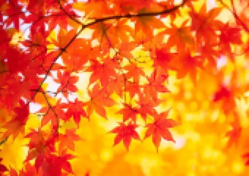 【東京紅葉2025】2025年東京もみじの見頃はいつ?紅葉スポットや名所7選!もみじ見頃予想期間やイベント、アクセス・撮影ポイントも網羅
