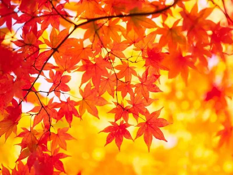 東京紅葉2026】2026年東京もみじの見頃はいつ？紅葉スポットや名所7