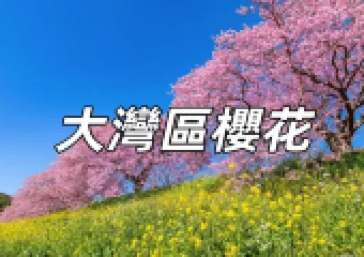 【大灣區2026櫻花🌸】最新大灣區櫻花花期預測,香港+深圳+廣州+澳門春季櫻花觀賞攻略