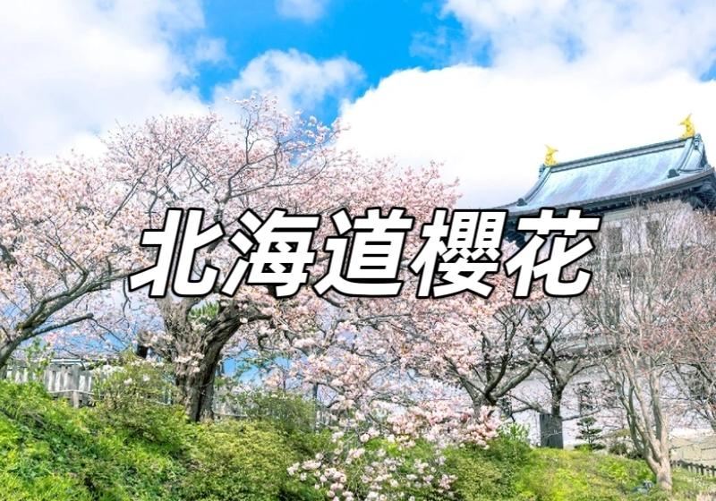 【北海道櫻花2026】12個北海道賞櫻景點懶人包，開花時間預測、地址、交通全攻略