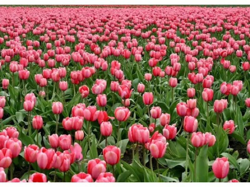 チューリップ2025】ピンクのチューリップ畑が絶景！原種チューリップも