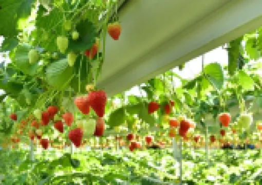 【いちご狩り 2026】東京都内おすすめ5選!食べ放題・料金・時間・持ち帰り情報やいちごの選び方まとめ